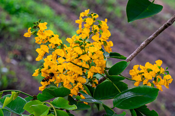 The blooming flowers are beautifully surrounded by green leaves (Pterocarpus macrocarpus), the...