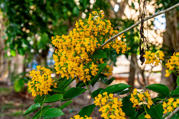 The blooming flowers are beautifully surrounded by green leaves (Pterocarpus macrocarpus), the...