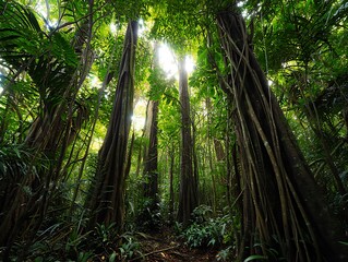 Fototapeta premium Sunlight Filters Through the Lush Green Canopy of a Tropical Rainforest