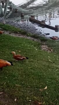 An attack and a forced retreat. A cunning enemy.Humor. duck attacks pigeon