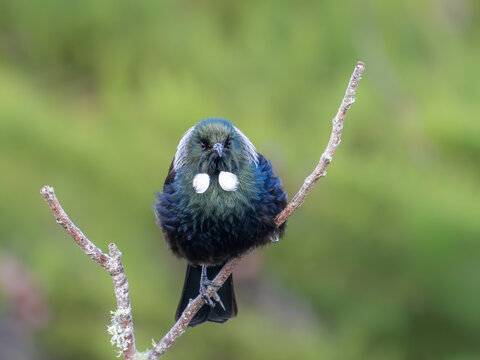 Tui (bird) in the fork of a dead tree branch