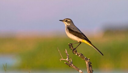 Grey bird perching on a branch over a blurred natural background.