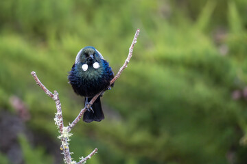 Tui (bird) in the fork of a dead tree branch