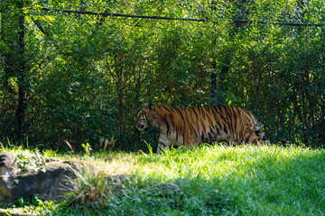 Tiger walks through lush greenery at a wildlife park on a sunny day