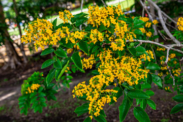 The blooming flowers are beautifully surrounded by green leaves (Pterocarpus macrocarpus), the...