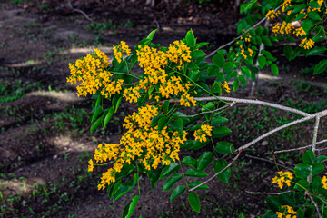 The blooming flowers are beautifully surrounded by green leaves (Pterocarpus macrocarpus), the...