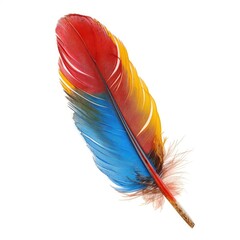 Vibrant feather, red, yellow, blue, and multicolored, on white background
