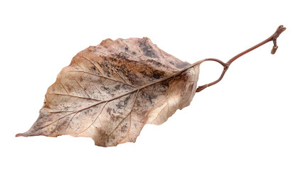 dry leaf isolated on white