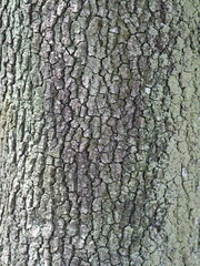 Shinto Shrine Decorations and Stacked Red Ema Wooden Plaques in Tokyo, Japan