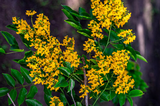 The blooming flowers are beautifully surrounded by green leaves (Pterocarpus macrocarpus), the national flower of Myanmar, also known as "Paduak" by the Burmese.