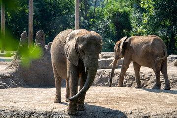 Young elephant exploring its habitat in a natural setting during daytime