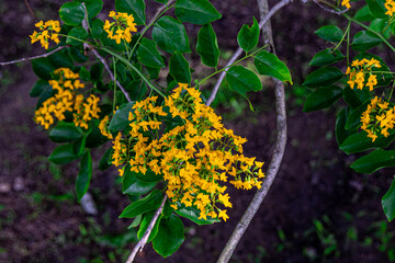 The blooming flowers are beautifully surrounded by green leaves (Pterocarpus macrocarpus), the...