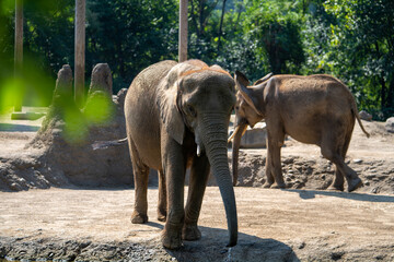 Young elephant exploring its habitat in a natural setting during daytime