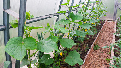 Cucumber plants flourishing with vibrant yellow flowers, thriving in a greenhouse while utilizing a string trellis system for vertical support
