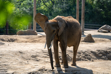 Young elephant exploring its habitat in a natural setting during daytime