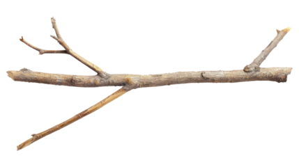 long wooden stick branche isolate on transparency background