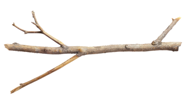 long wooden stick branche isolate on transparency background