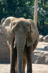 Young elephant exploring its habitat in a natural setting during daytime