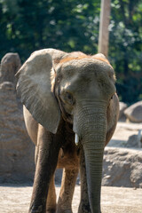 Young elephant exploring its habitat in a natural setting during daytime