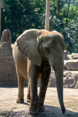 Young elephant exploring its habitat in a natural setting during daytime