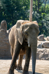Young elephant exploring its habitat in a natural setting during daytime