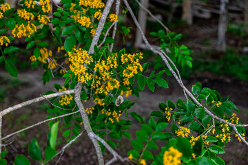 The blooming flowers are beautifully surrounded by green leaves (Pterocarpus macrocarpus), the...