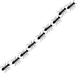 Ant trail silhouette vector illustration, black ants marching in line, insect colony movement, ant path graphic art, wildlife insect clipart, ant group design, pest silhouette artwork