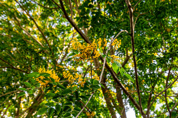 The blooming flowers are beautifully surrounded by green leaves (Pterocarpus macrocarpus), the...