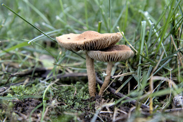 mushrooms in the grass