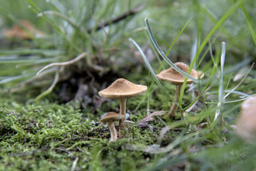 mushroom in the forest