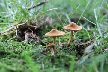 mushroom in the grass