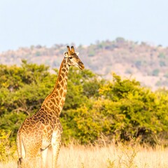 Fototapeta premium Giraffe in savanna landscape