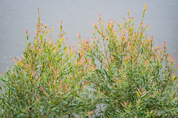Chamaecyparis lawsoniana 'ELLWOOD'S GOLD' leaves. It is known for its highly fragrant ginger aroma,...