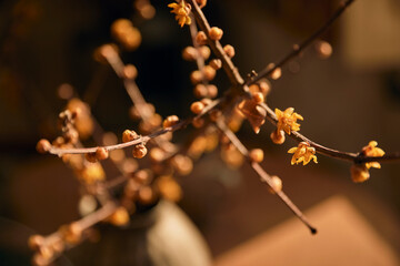 golden autumn leaves