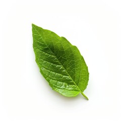 Obraz premium Single vibrant green leaf, slightly oval shape, distinct veins, isolated on white