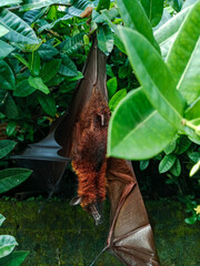 Large fruit bat (flying fox) with reddish-brown fur hanging upside down on a green tropical tree. Perfect for wildlife, nocturnal mammals, tropical ecosystems, and nature photography themes.