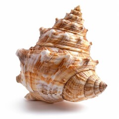 Detailed close-up of a seashell, light brown and tan spiral,  on white background