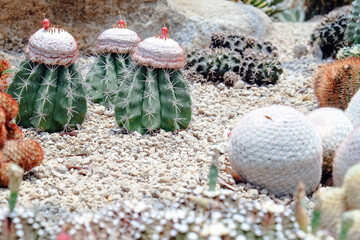 Cactus garden with many types of cacti in the garden