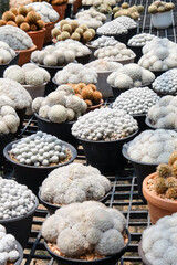 Cactuses in a pot at the nursery. Close up.
