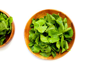 Gotu kola, fresh green leaves