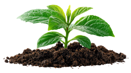 New Life Sprouts: A young, vibrant plant flourishes, its tender leaves reaching towards the light from rich, fertile soil in a close-up shot, capturing the essence of new life.