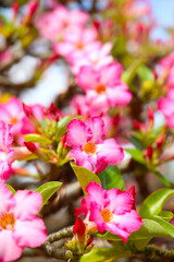 Obraz premium Adenium obesum, Pink desert rose flowers blooming under clear blue sky.