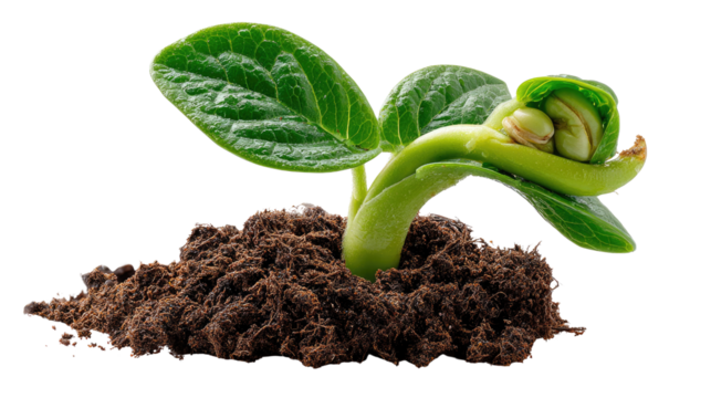 Seedling's Embrace: A young plant's tender green leaves unfurl from rich soil, capturing the vibrant promise of life, growth, and the boundless potential of the natural world. 