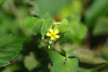 Street Corner with Tactile Paving and Traffic Signal Button in Tokyo, Japan