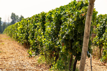 Oristano, Sardinia, Italy Vines growing in a vineyard.