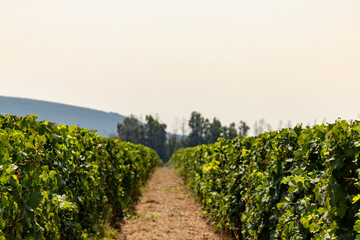 Oristano, Sardinia, Italy Vines growing in a vineyard.