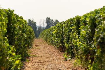 Oristano, Sardinia, Italy Vines growing in a vineyard.