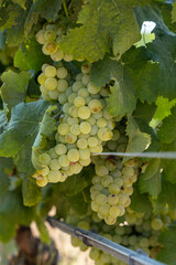 Oristano, Sardinia, Italy Green grapes and vines growing in a vineyard.