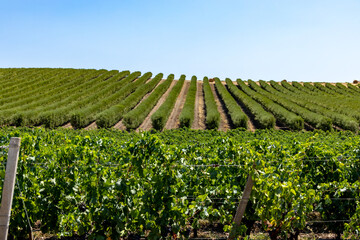 Oristano, Sardinia, Italy Rows of olive trees growing and a vineyard.