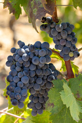 Oristano, Sardinia, Italy Red grapes and vines growing in a vineyard.